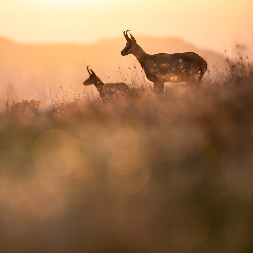 Die Erweiterung deiner Möglichkeiten: Das 200mm F2 DG OS | Sports