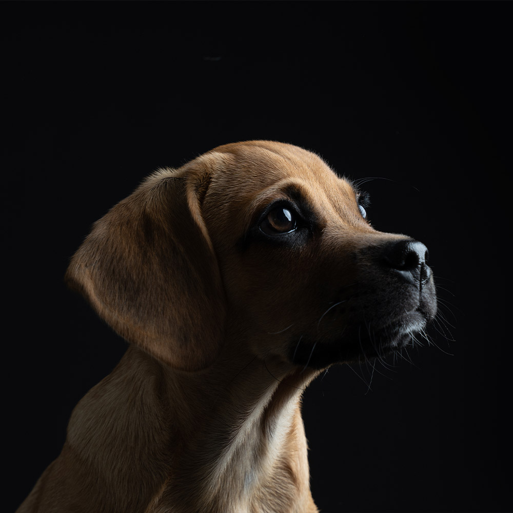 Hundefotografie im Studio