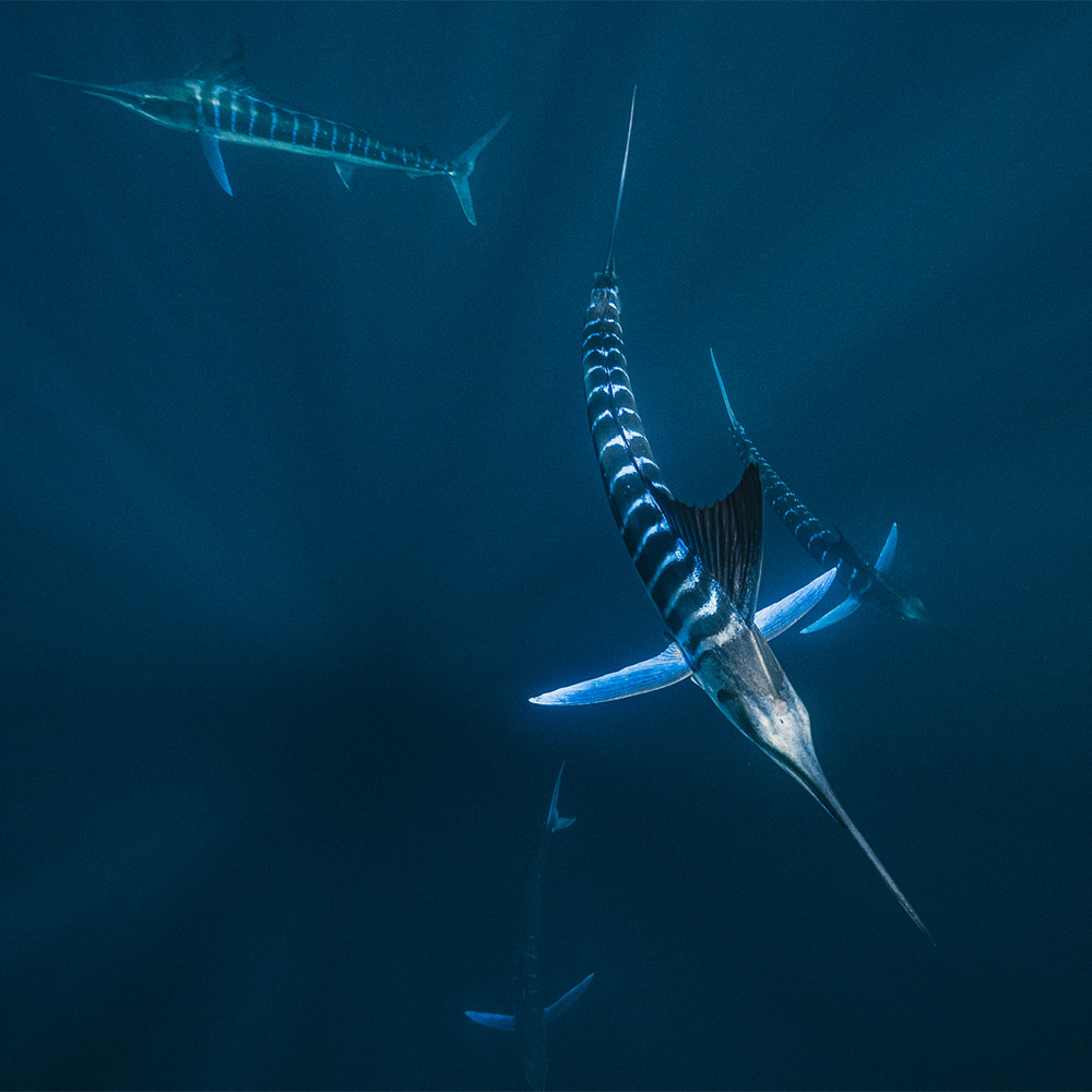 Faszination Unterwasser-Fotografie: Der Sardine Run in Magdalena Bay