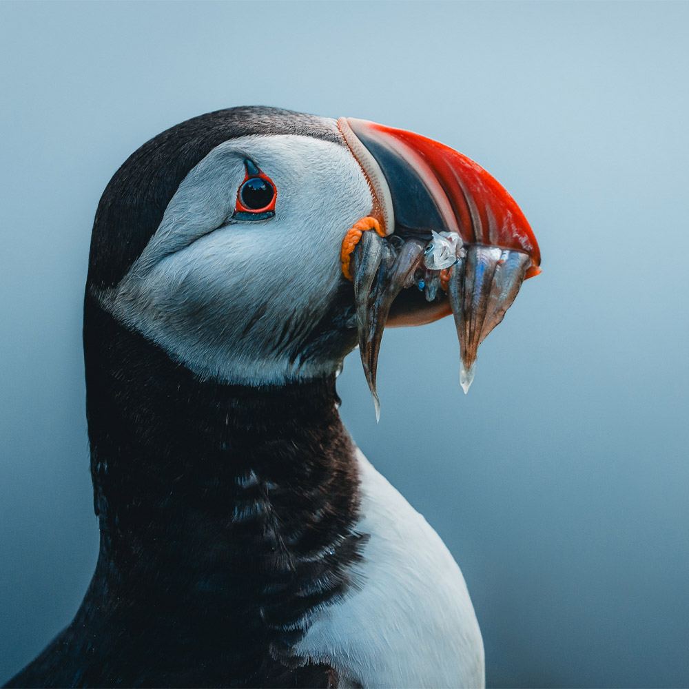 Papageitaucher auf Island