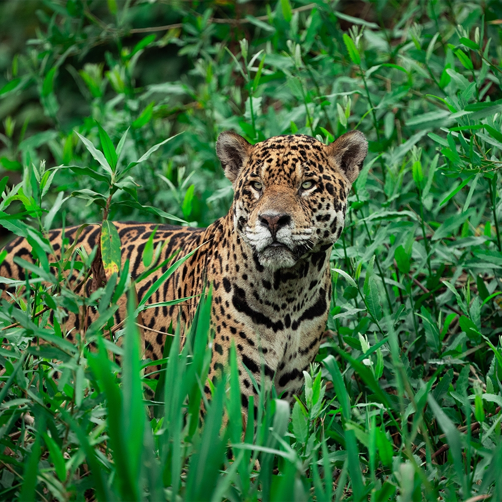 Wildlife im Fluss der Momente